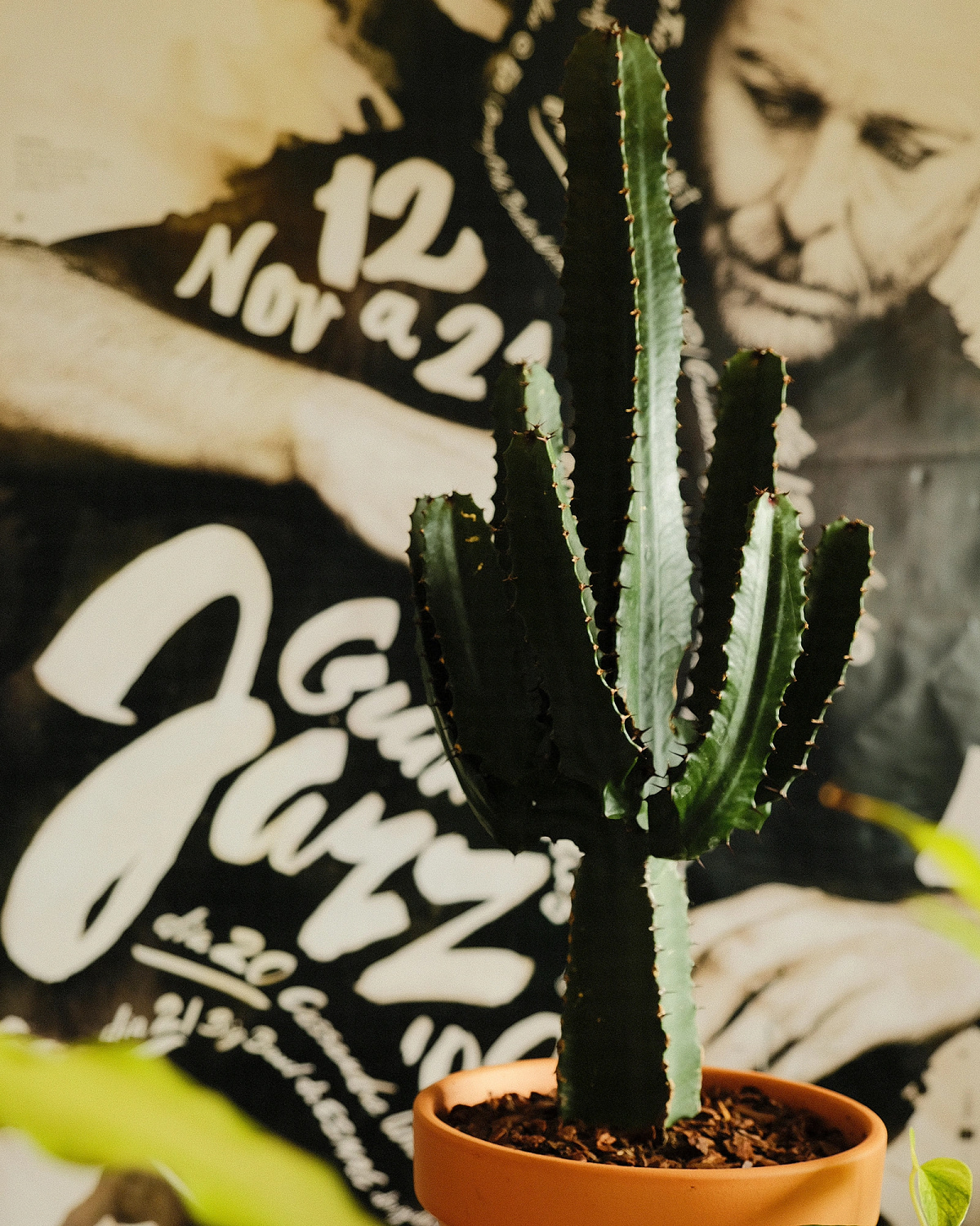 Photography of a cactus in front of a design poster, inside the about page.